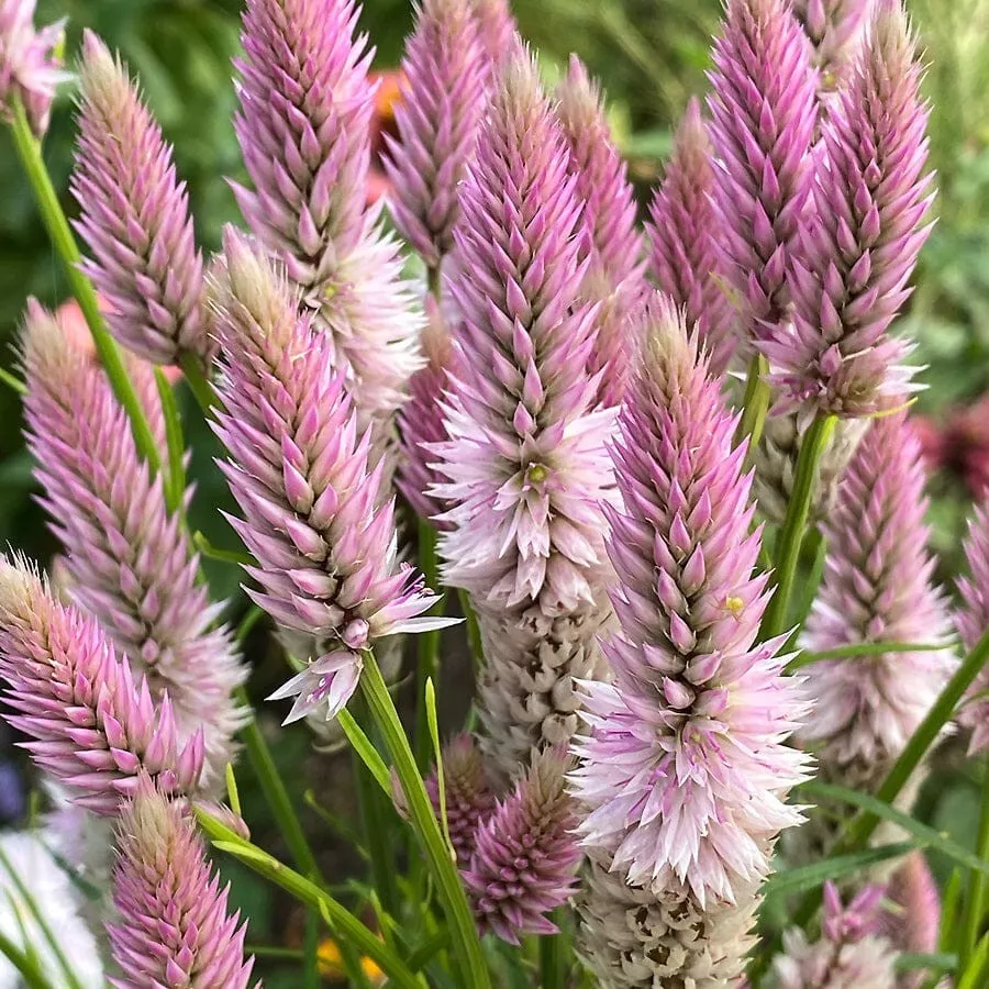 Celosia, Flamingo Feather