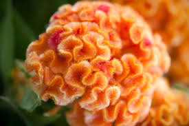 Celosia Queen Orange