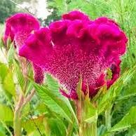 Celosia Cramers' Rose Comb