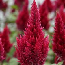 Celosia Sunday Burgundy