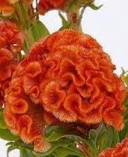 Celosia  Chief Persimmion