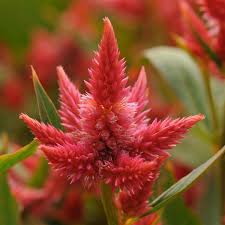 Celosia Celeway Orange