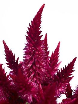 Celosia Celeway Burgundy