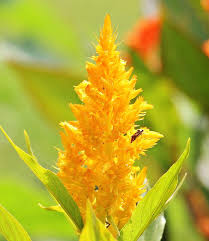 Celosia Sunday Yellow