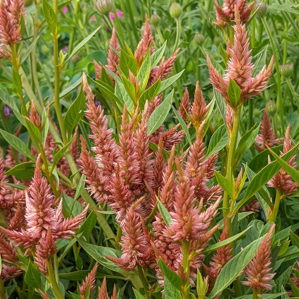 Celosia