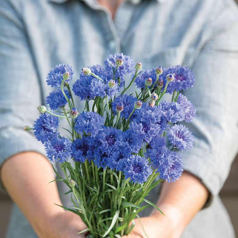 Centaurea