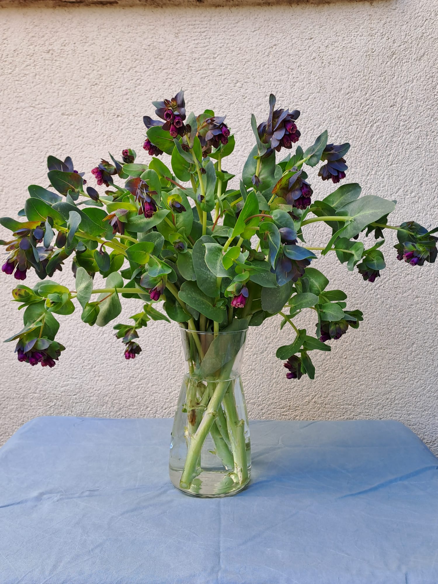 Cerinthe