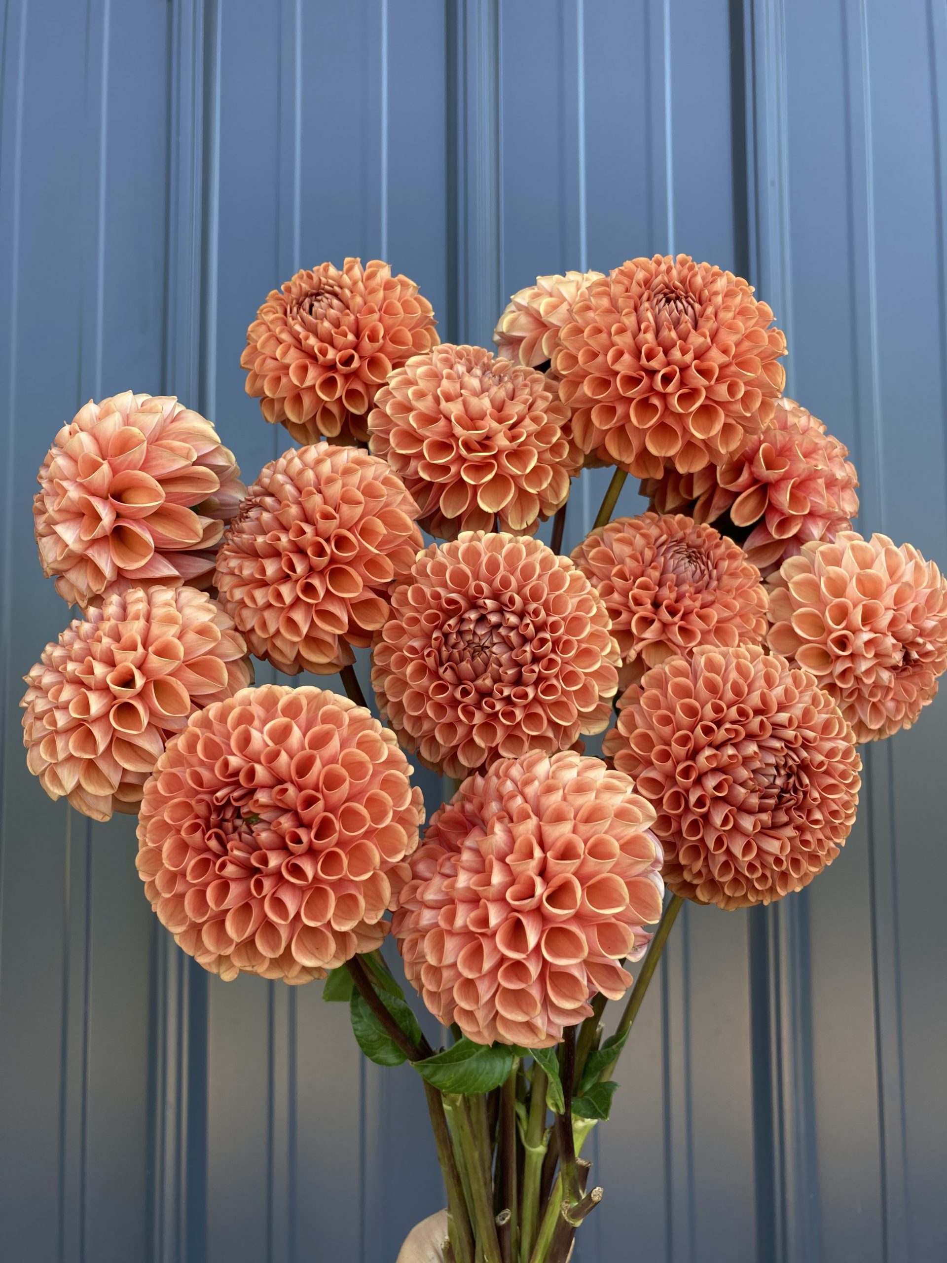 Bronze Dahlia