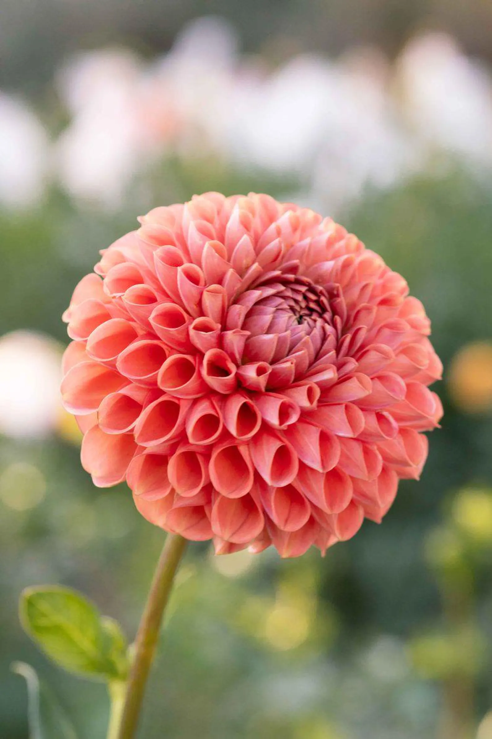Dahlia