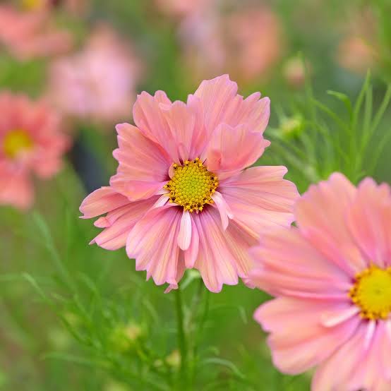 Cosmos Apricota