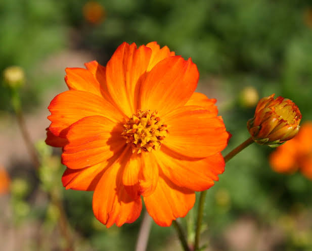 Cosmos Orange
