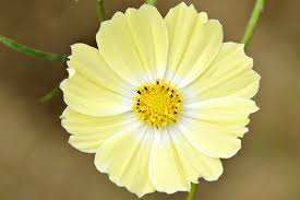 Cosmos