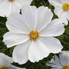 Cosmos White