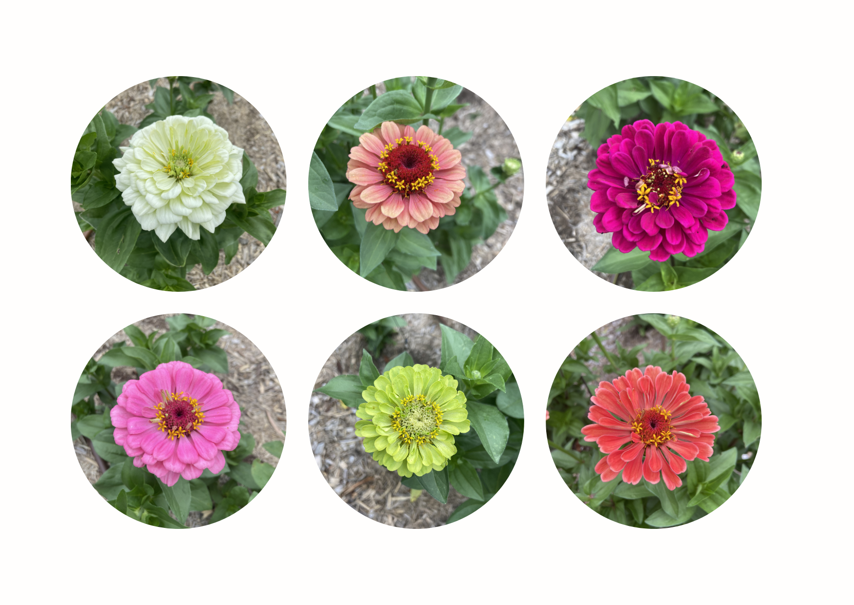 Zinnia