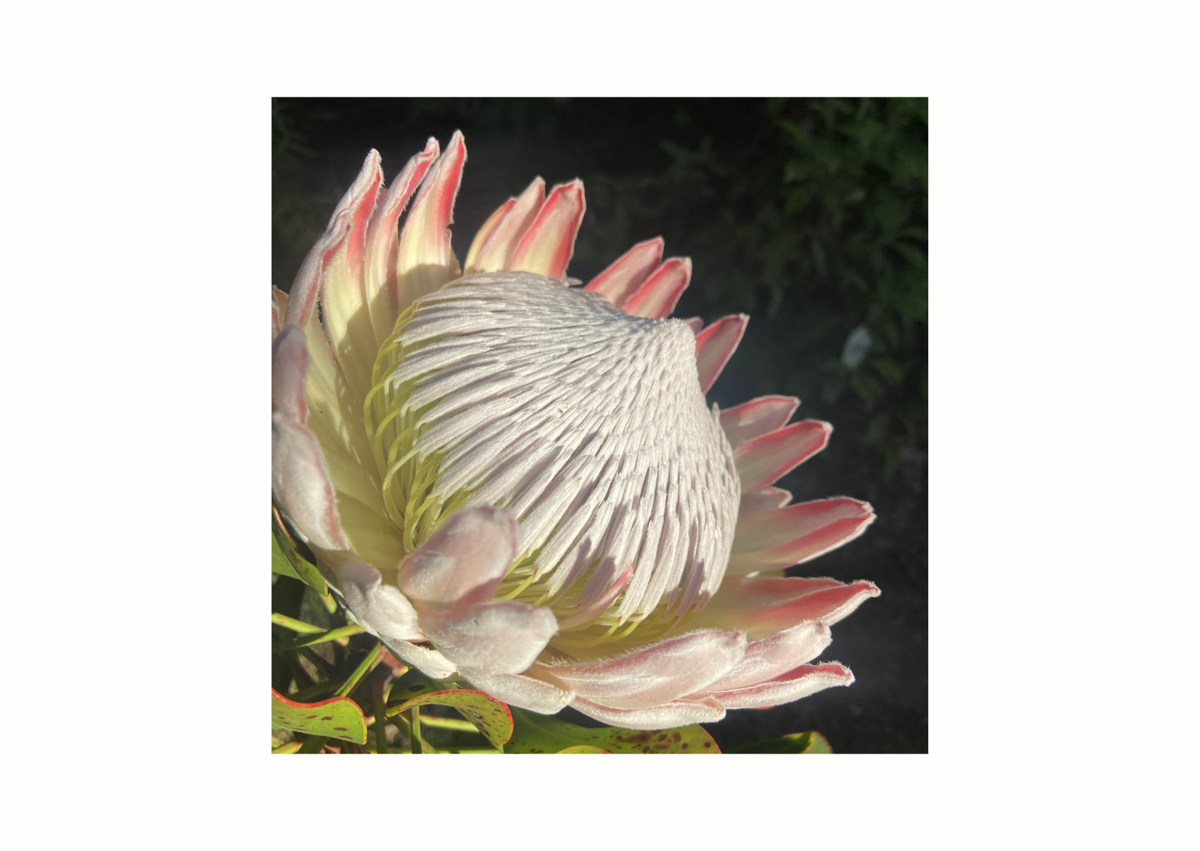 King Protea