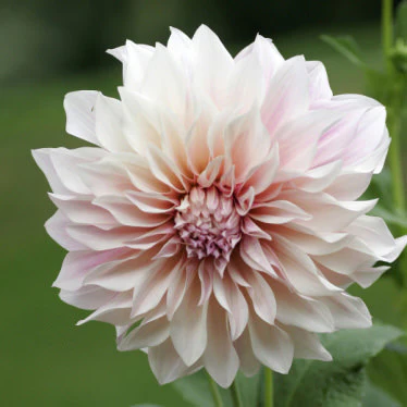 Dahlia