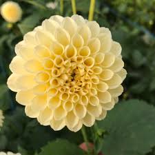 Dahlia Creamy