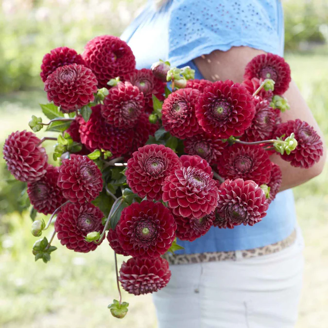 Dahlia