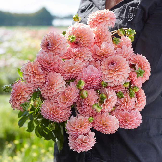Dahlia