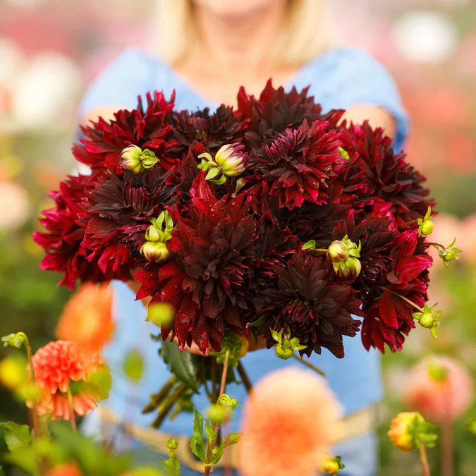 Dahlia