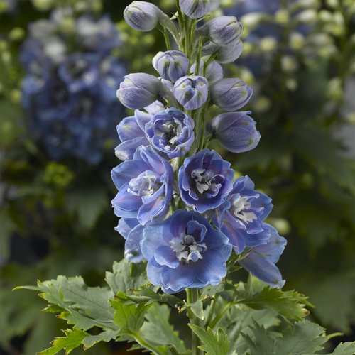 Delphinium