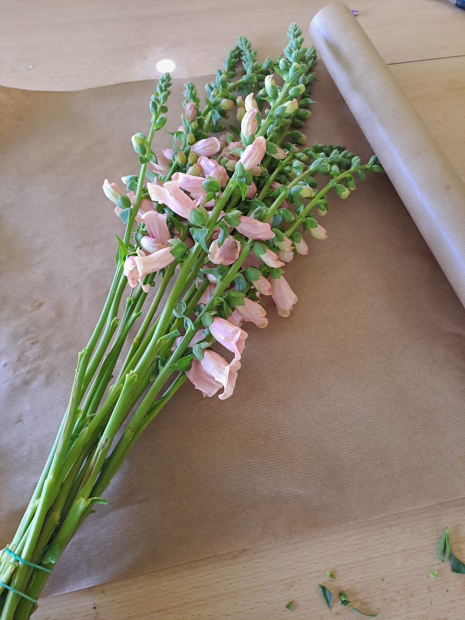 Digitalis