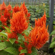 Celosia Sunday Bright Orange