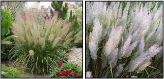 Grass