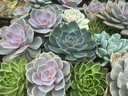 Succulents