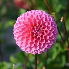 Dahlia Sweet Fabienne