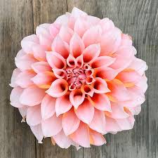 Dahlia Peaches N Cream