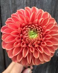 Dahlia Jomanda