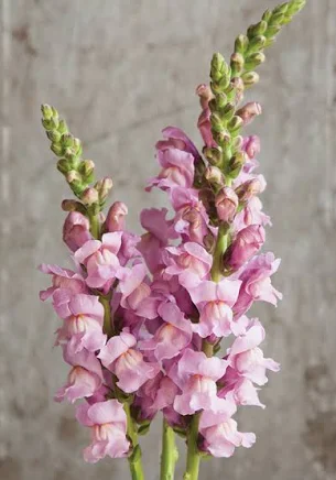 Snapdragon, Lavender