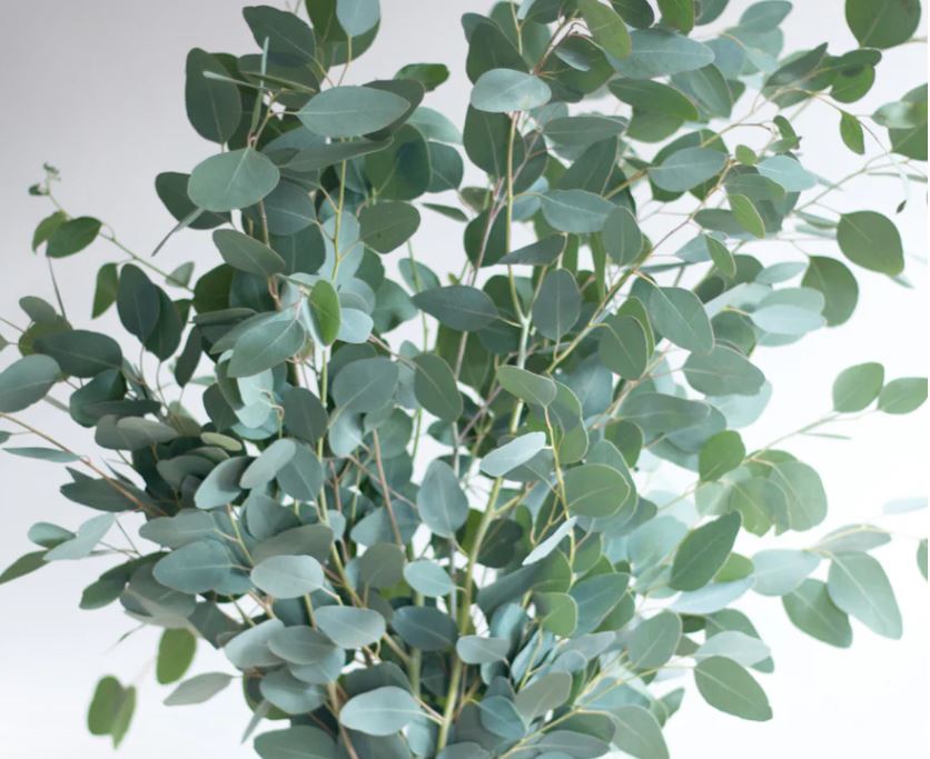 Eucalyptus