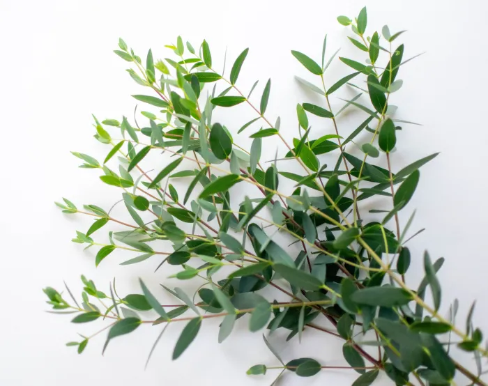 Eucalyptus