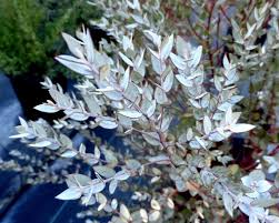 Eucalyptus