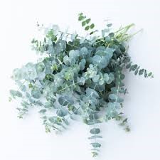 Eucalyptus