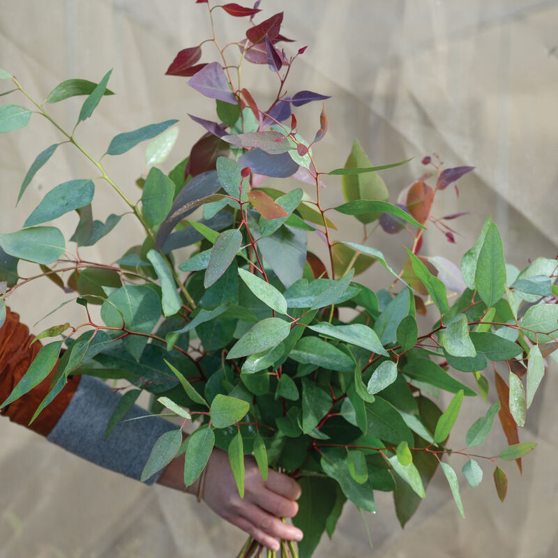 Eucalyptus