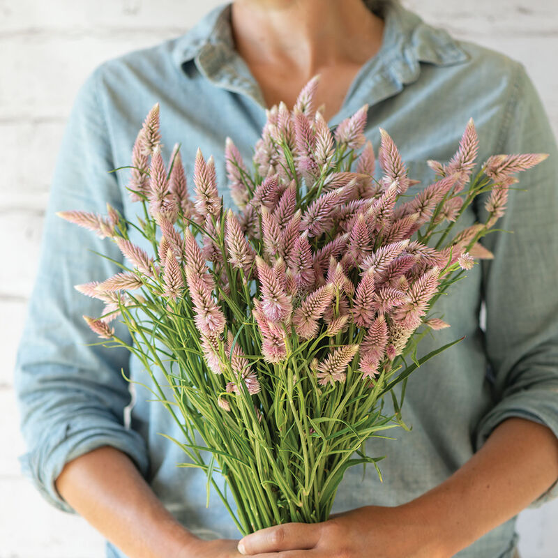 Celosia