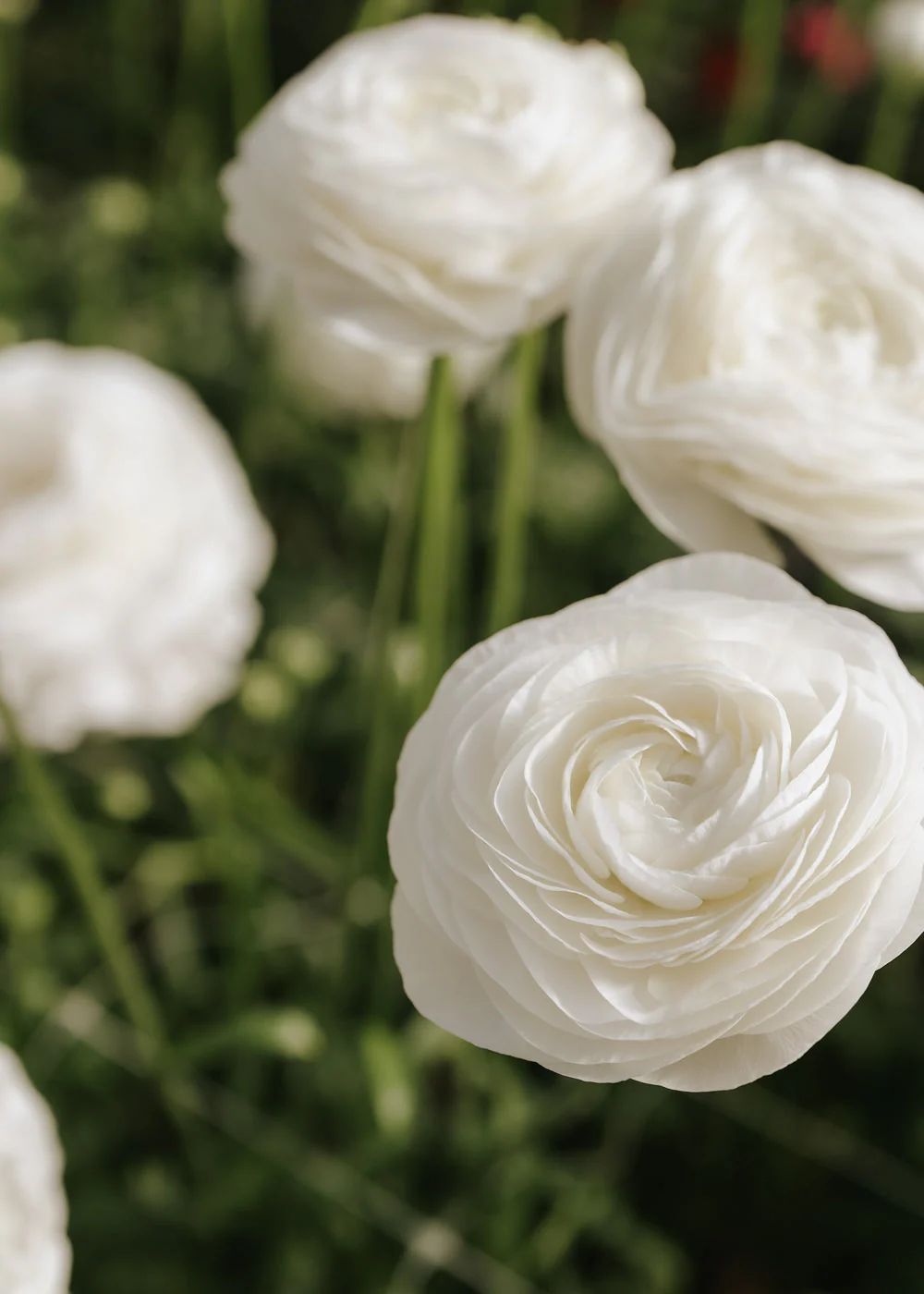 Ranunculus