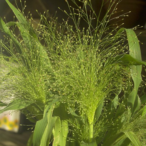 Ornamental Grass - Panicum elegans