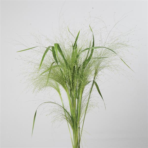 Grass