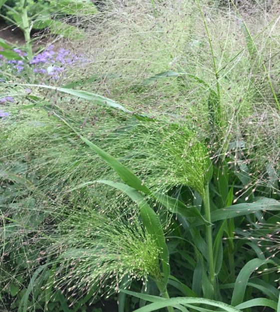 Grass Explosion