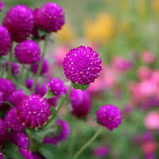 Gomphrena Purple