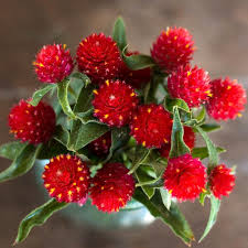 Gomphrena Red