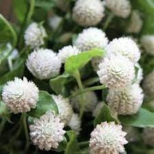 Gomphrena White
