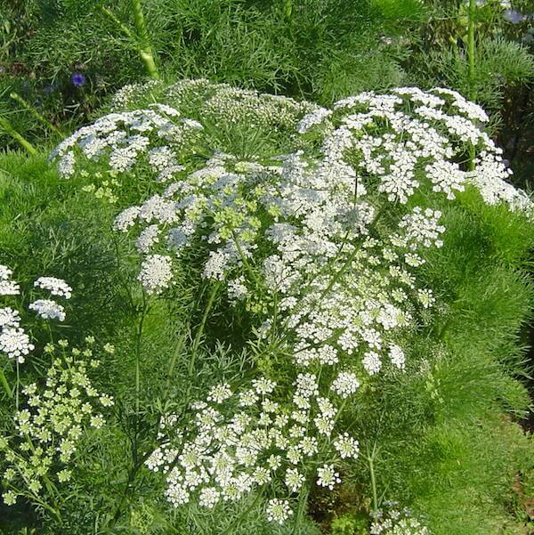 Ammi