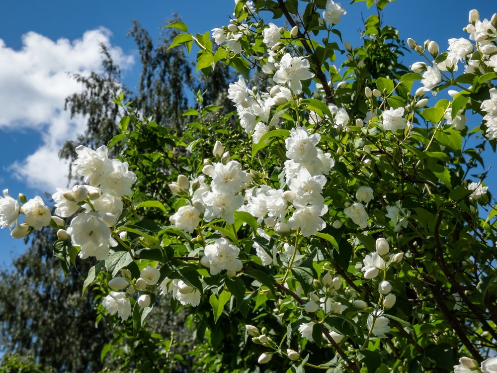 Mock Orange 