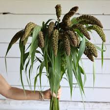 Grass Highlander Millet
