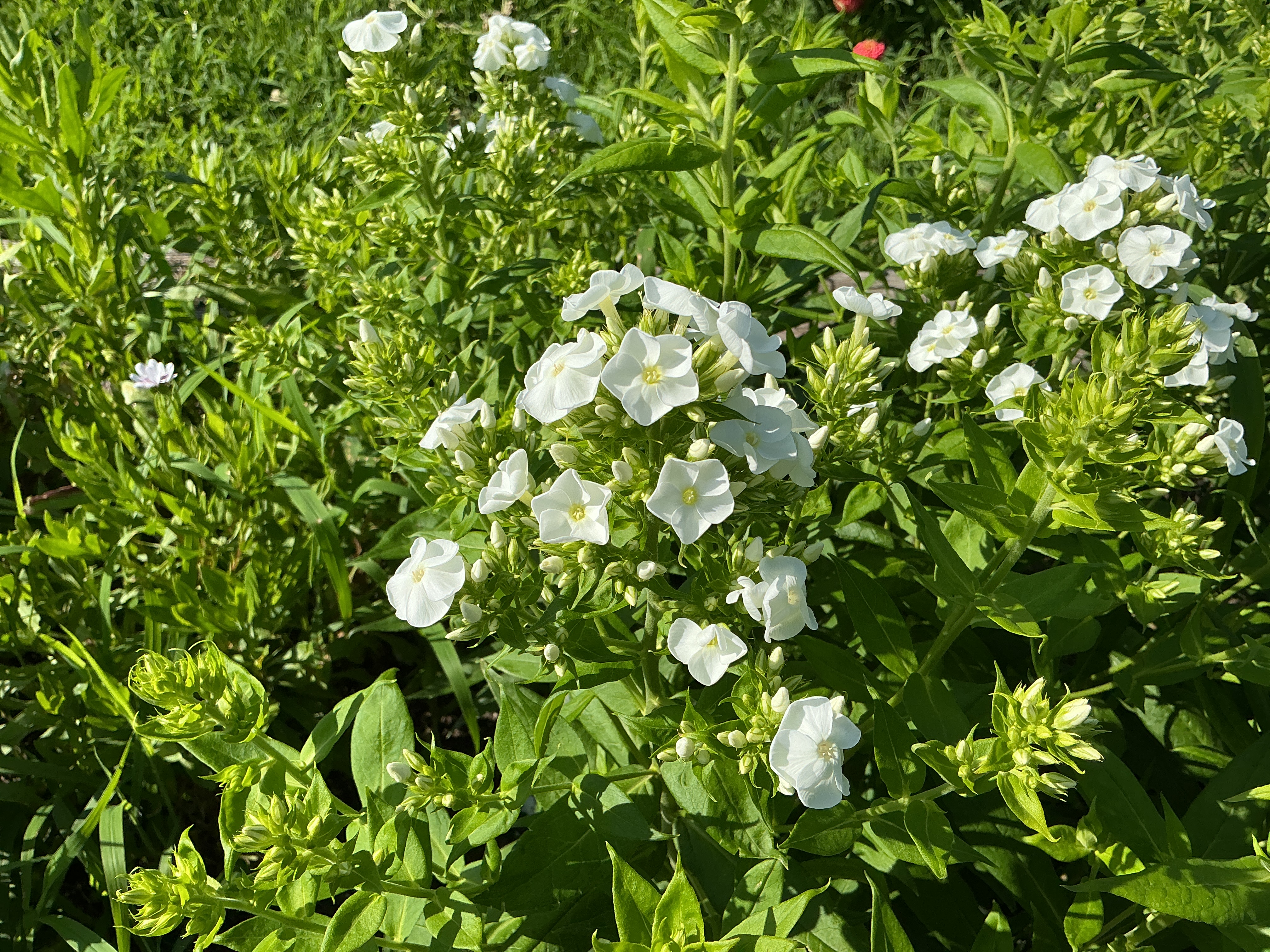 Phlox